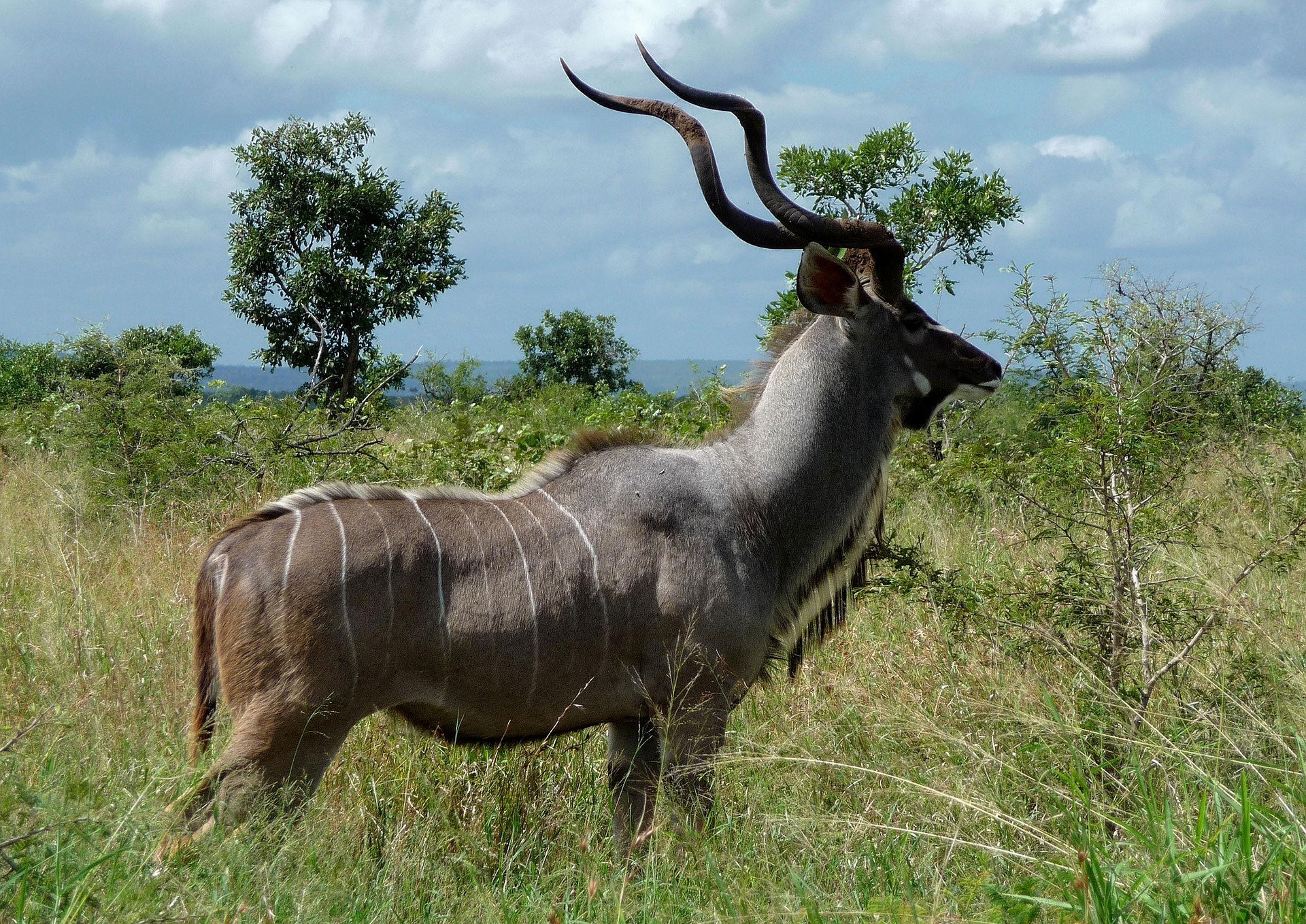 Ngorongoro Crater